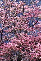 开放世界生存游戏《Omega Crafter》A测启动 四季度发售